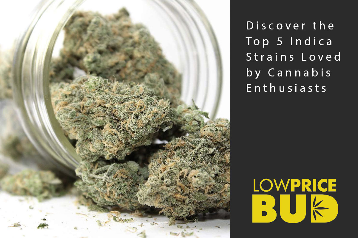 Discover the Top 5 Indica Strains Loved by Cannabis Enthusiasts - Low Price Bud