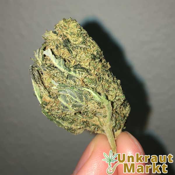 Blueberry Kush - Unkraut Markt