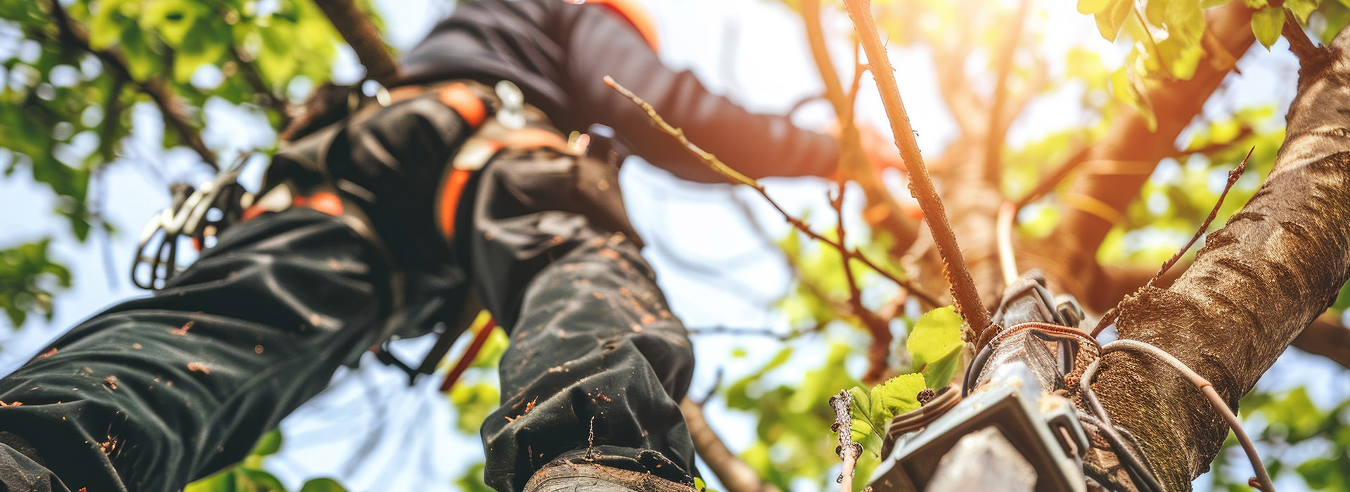 Best Tree Surgery Maidstone - Lynsted Landscapes