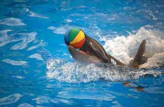 dolphin show Phuket