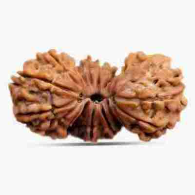 Trijuti Rudraksha Profile Picture