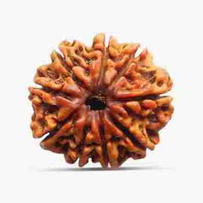 9 Mukhi Rudraksha Profile Picture