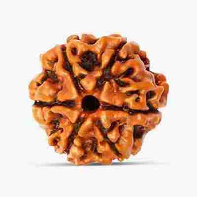 6 Mukhi Rudraksha Profile Picture