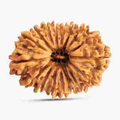 21 Mukhi Rudraksha Profile Picture