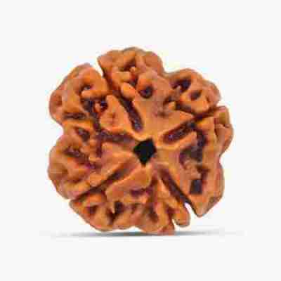 4 Mukhi Rudraksha Profile Picture