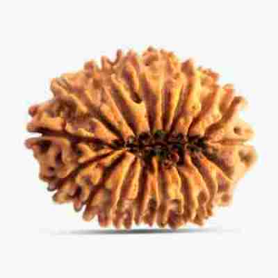 17 Mukhi Rudraksha Profile Picture