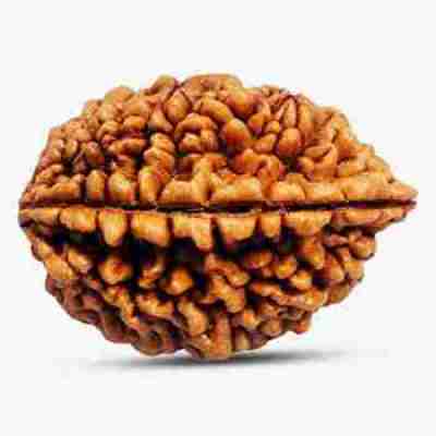 2 Mukhi Rudraksha Profile Picture