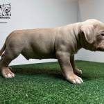 xl bully for sale