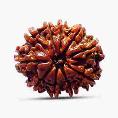 10 Mukhi Rudraksha Profile Picture