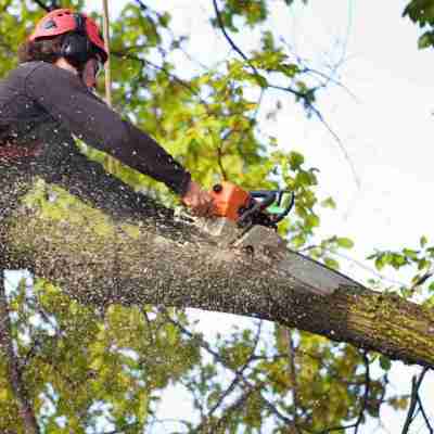 Top Mississippi Tree Removal Service - Affordable Price Profile Picture