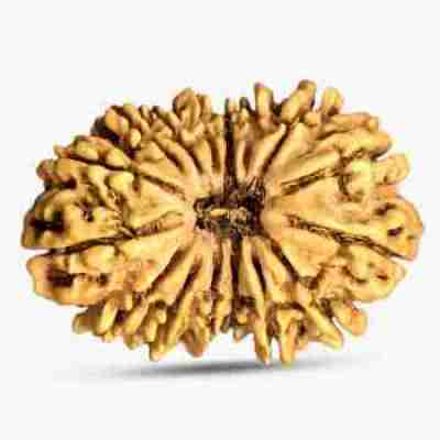 19 Mukhi Rudraksha Profile Picture