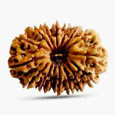 16 Mukhi Rudraksha Profile Picture