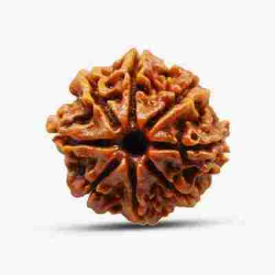 8 Mukhi Rudraksha Profile Picture