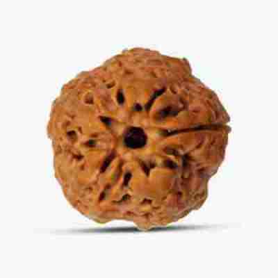 Round 1 Mukhi Nepali Rudraksha Profile Picture