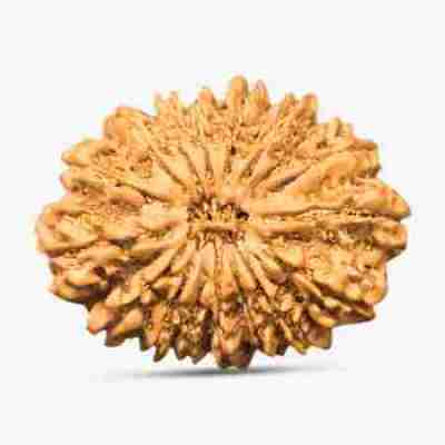 20 Mukhi Rudraksha Profile Picture