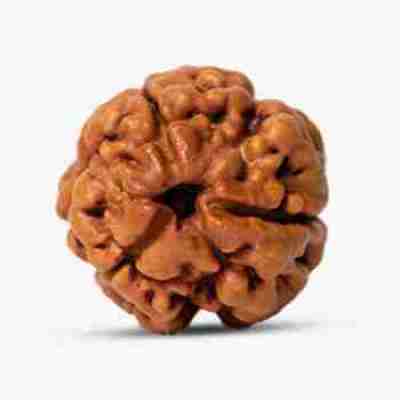 3 Mukhi Rudraksha Profile Picture