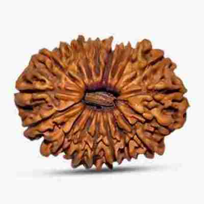 18 Mukhi Rudraksha Profile Picture