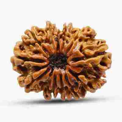 12 Mukhi Rudraksha Profile Picture