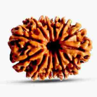 13 Mukhi Rudraksha Profile Picture