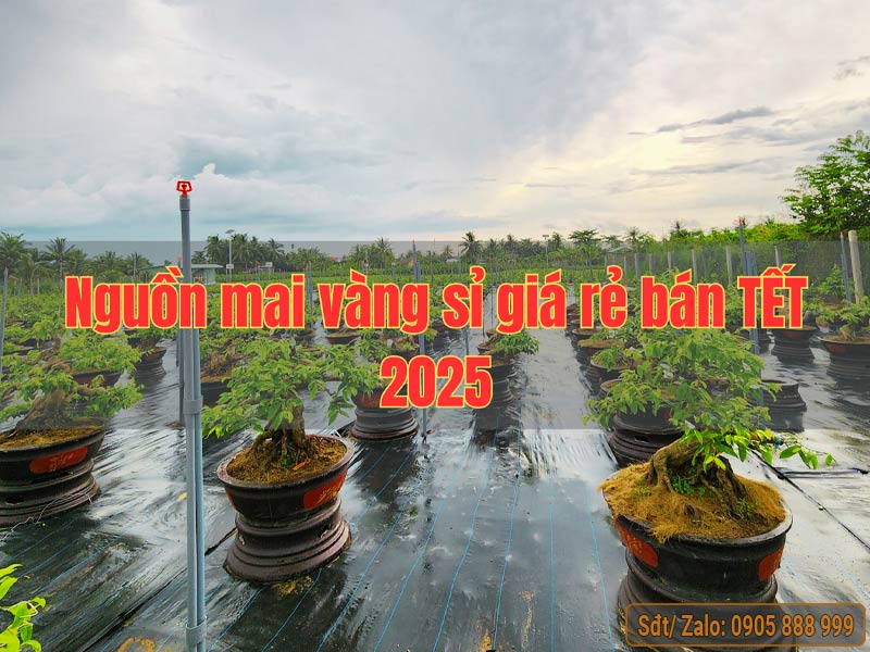 Top 5 nguồn cung cấp mai vàng sỉ giá rẻ bán tết 2025