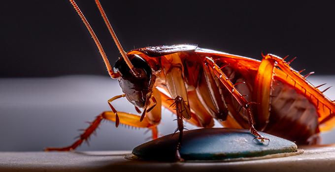 Cockroach Pest Control Dubai | Effective Roach Removal