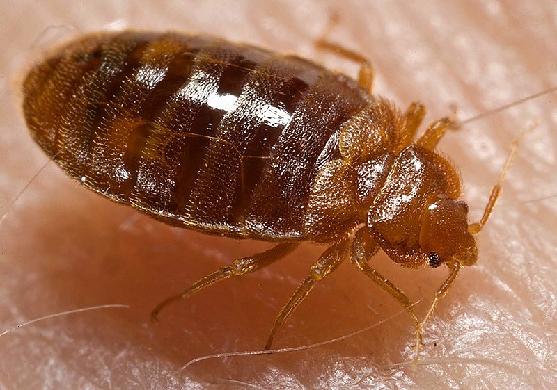 Bed Bugs Pest Control Dubai | Safe & Effective Treatment