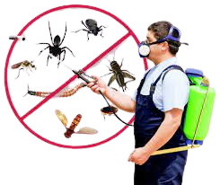 Best Pest Control Services in Dubai | Trusted Pest Experts