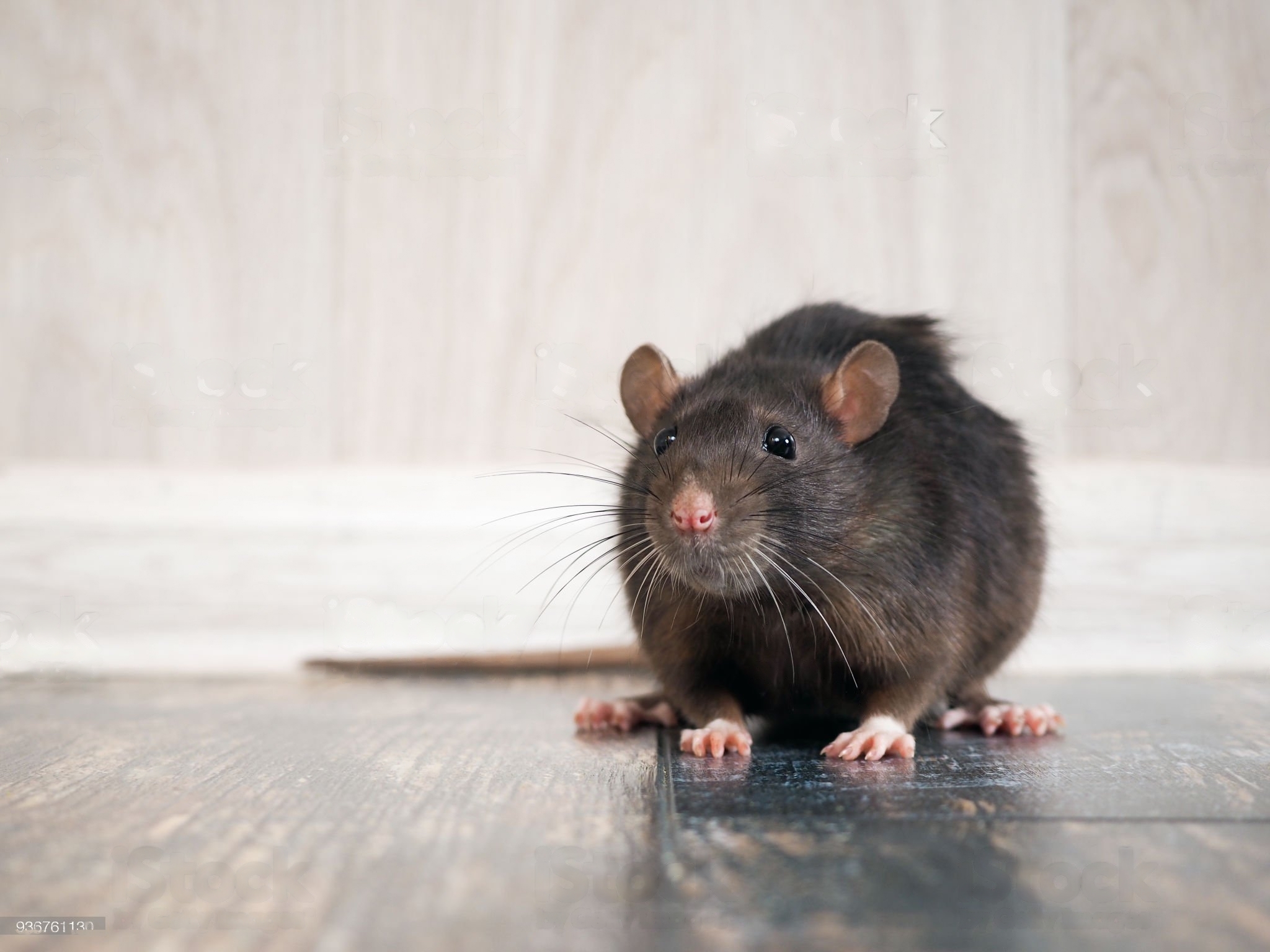 Rodent Control in Dubai | Safe and Effective Pest Removal