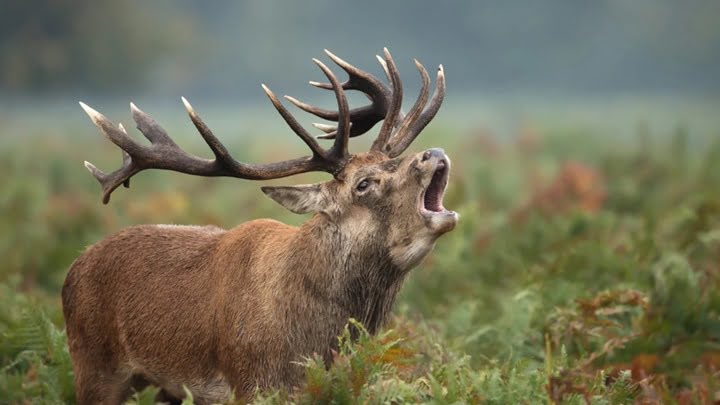 Sennik Jeleń z Porożem – Znaczenie w Interpretacji Snów | Dom i Ogród