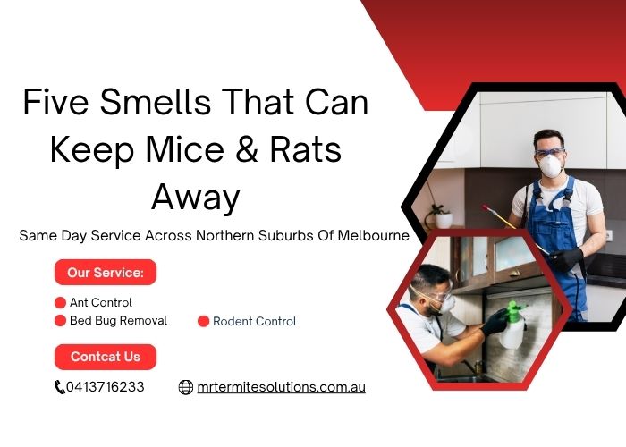 Five Smells That Can Keep Mice & Rats Away