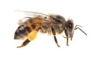 Bee Removal Melbourne, Beehive & Bee Control Melbourne