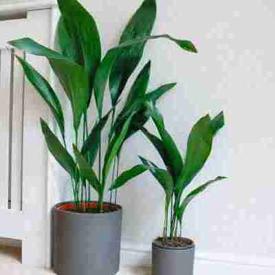 Large Cast Iron Plant – Hardy, Elegant & Perfect for Low-Light Spaces Profile Picture