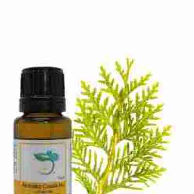 Cedar Leaf (Thuja) Essential Oil Profile Picture
