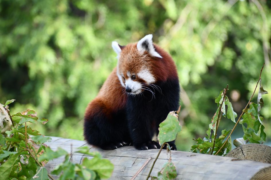 Buy Hydrocodone Online with Discreet US Delivery — Virginia Zoo