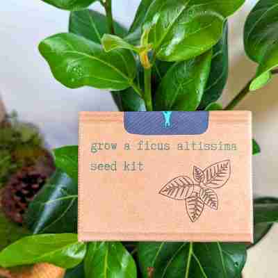 Grow a Ficus Altissima Seed Kit Profile Picture