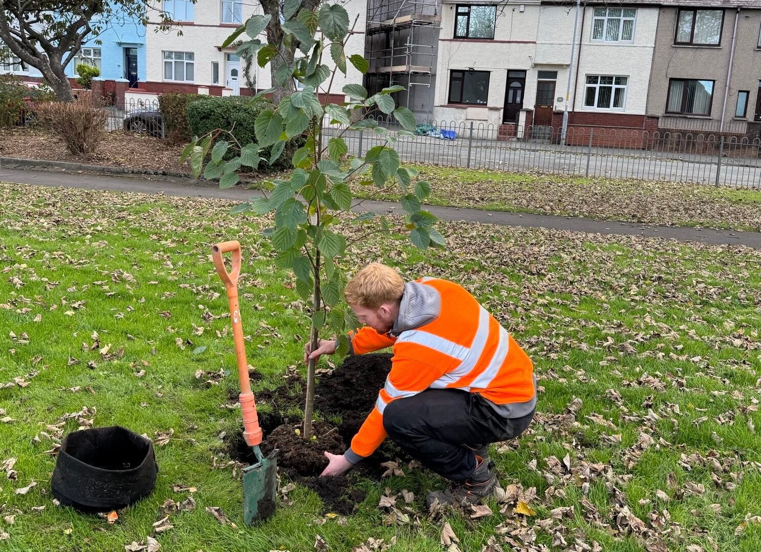 Tree Planting Services in Cumbria UK | Arborscape