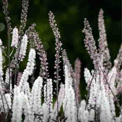 Black Cohosh (Bugbane) – 25 Seeds Profile Picture
