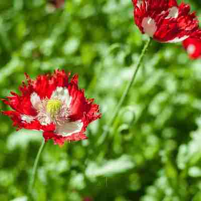 Danish Flag Poppy – 100 Seeds Profile Picture