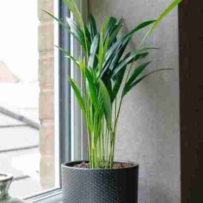 Areca Palm Profile Picture