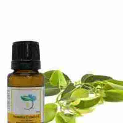 Ravintsara Essential Oil Profile Picture