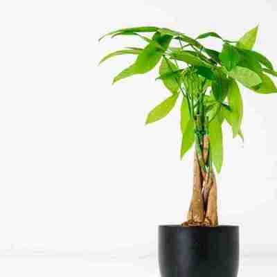 Money Tree Profile Picture